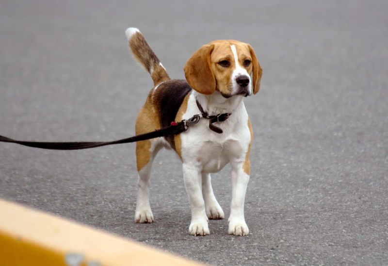 10 dog breeds that prove a calm, friendly temperament never goes out of style 9 Beagle