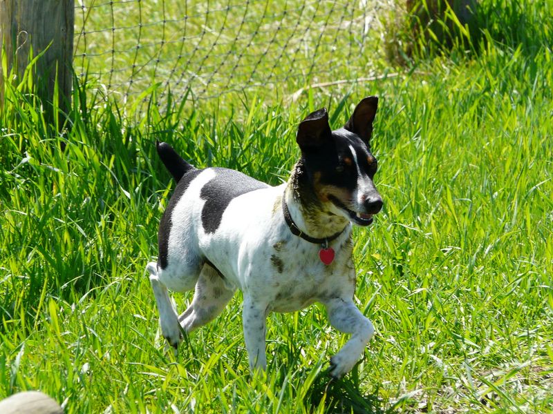 Rat Terrier