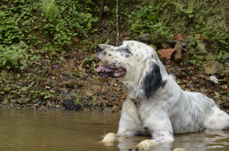 14 dog breeds that could be exactly what your family needs - even if you've never considered them before 4 English Setter