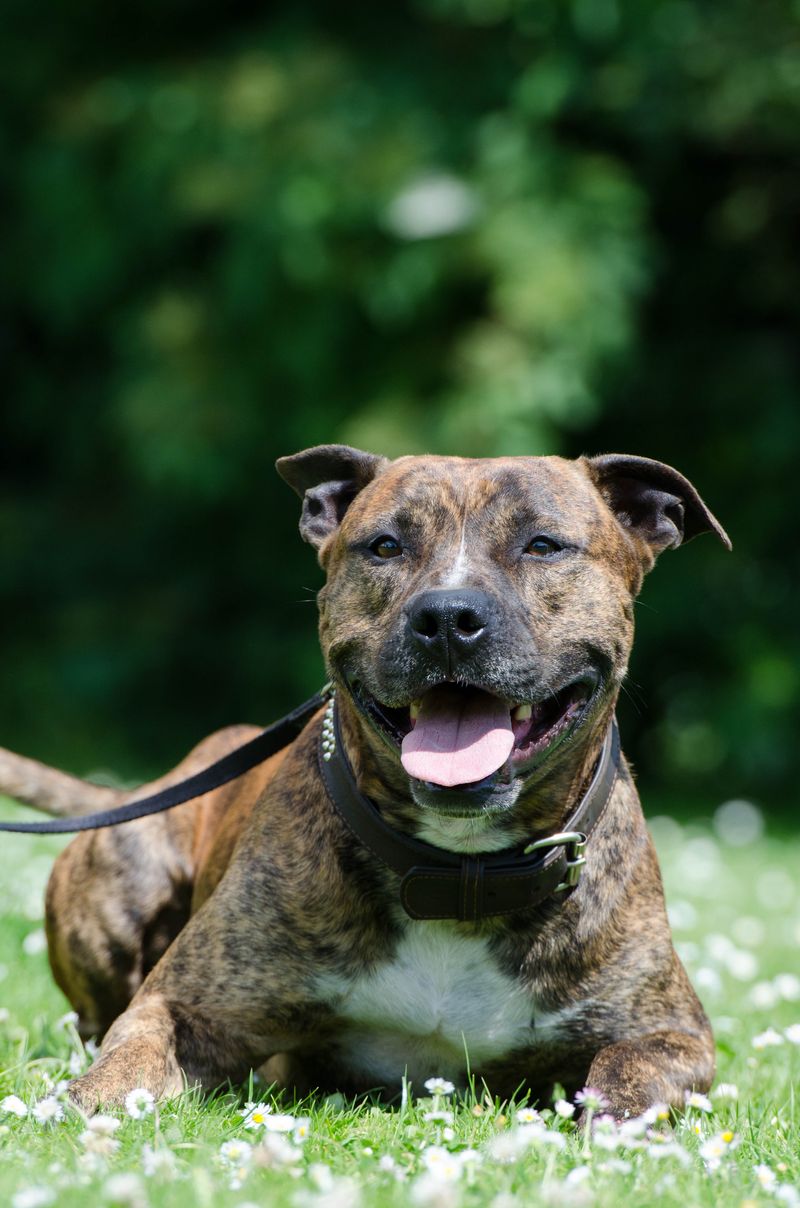 Your child's most memorable teacher may have four paws - and the lessons go far beyond responsibility 13 Staffordshire Bull Terrier