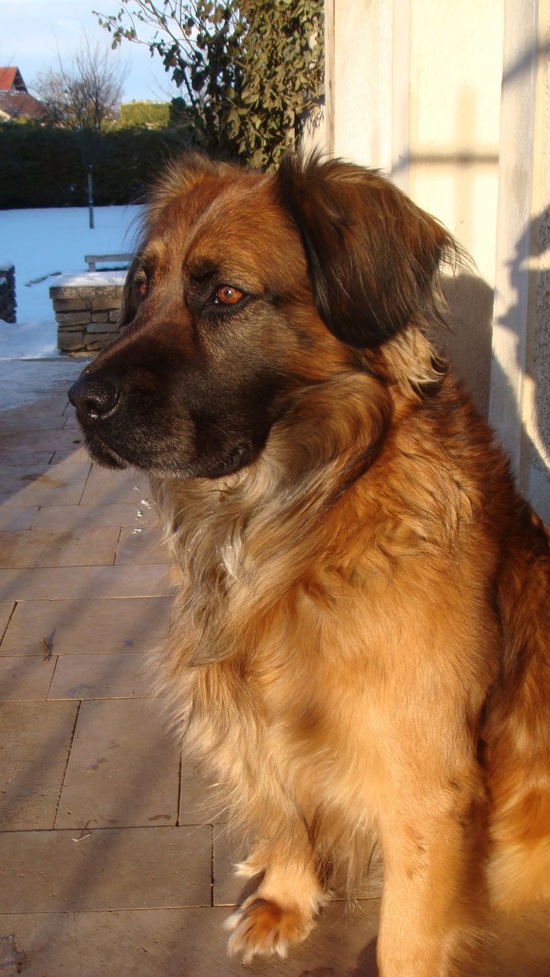 Some dog breeds don't fill the room with excitement - they fill it with reassurance 8 Leonberger
