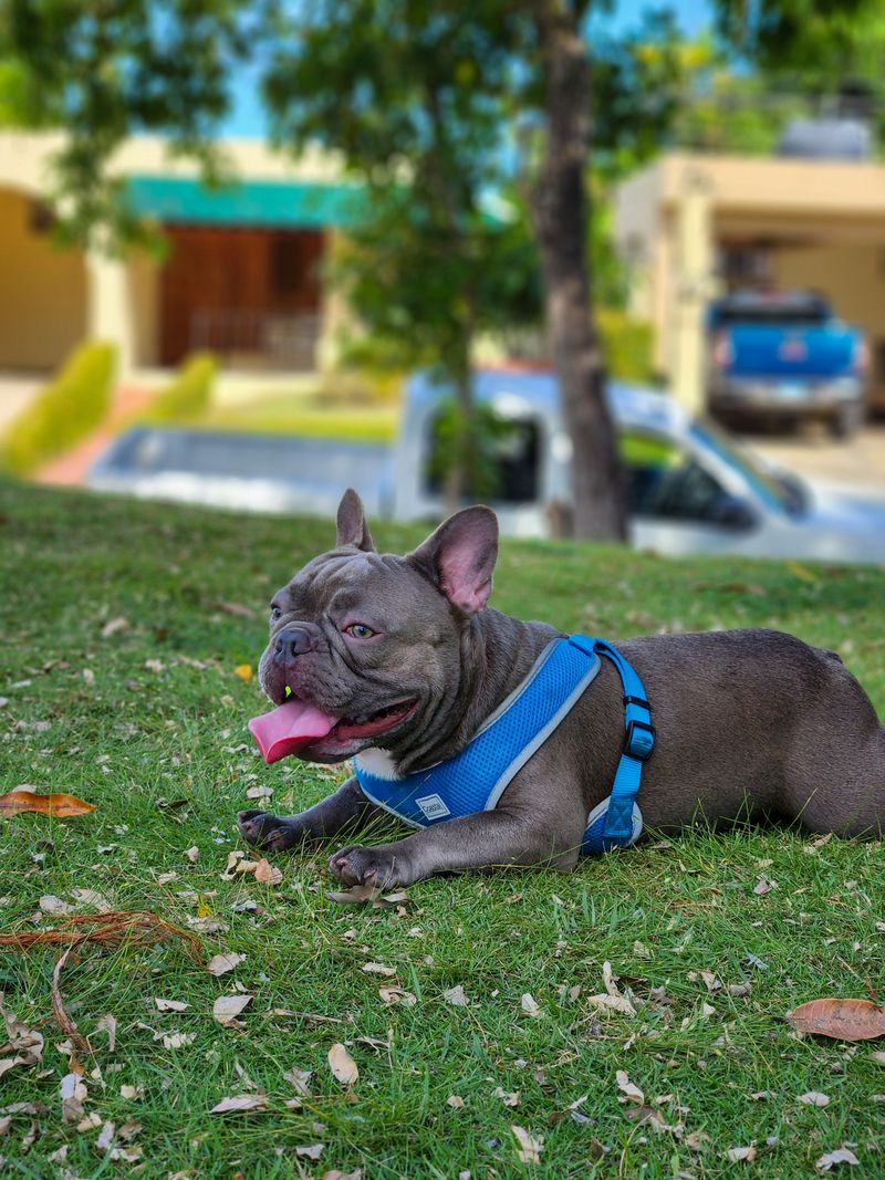 One harness doesn't fit every dog - and these breeds are a perfect example 2 French Bulldog