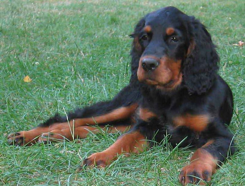 13 breeds that do better with calm handling than constant hype 7 Gordon Setter