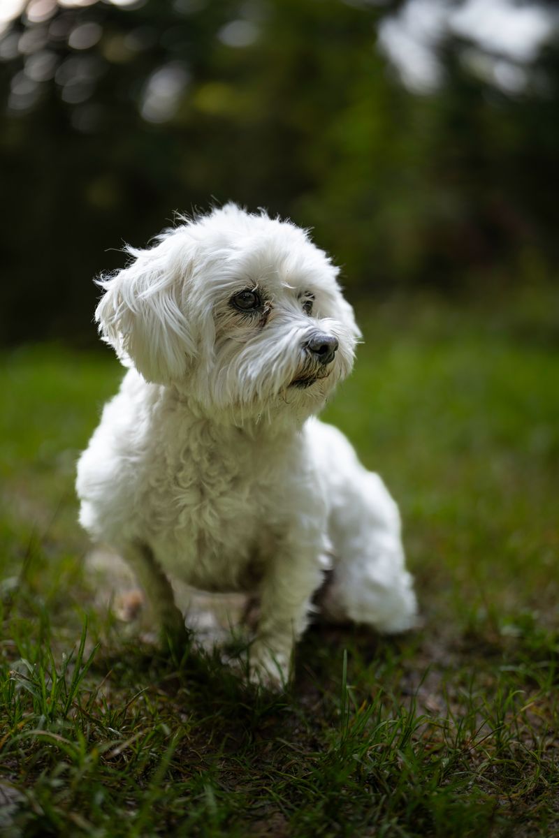 These dog breeds don't keep owners guessing quite as much about what comes next 9 Maltese