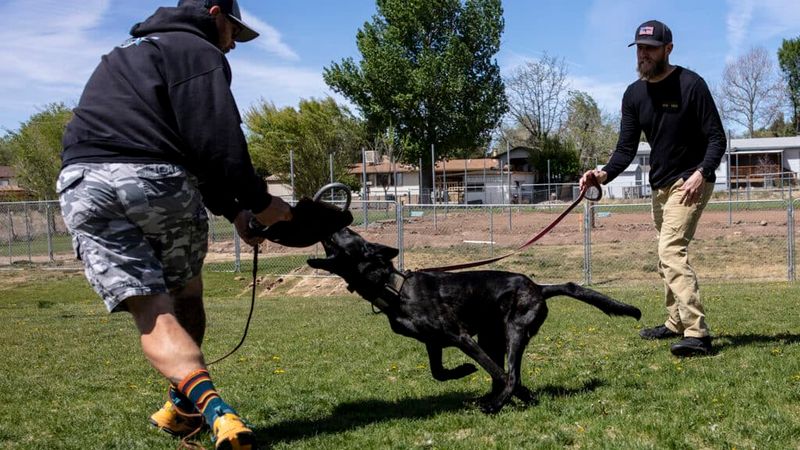 Stop doing these 10 things if you love your dog 8 Using harsh punishment