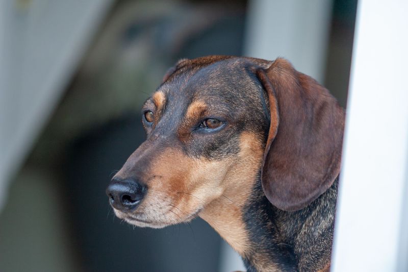Dachshund - Long dog, longer side-eye