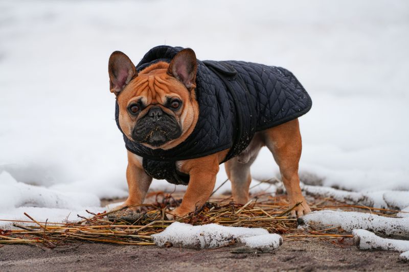 Dry winter air is coming, so here are 9 ways to stop your dog's itchy, flaky skin 9 Give Short-Coated Dogs a Warm Layer
