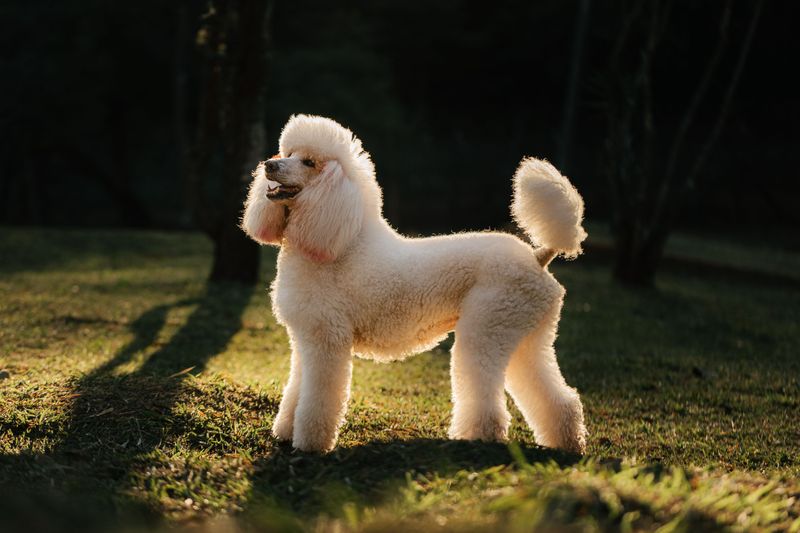 12 familiar breeds with lasting appeal - and 3 alternatives worth discovering 9 Poodle