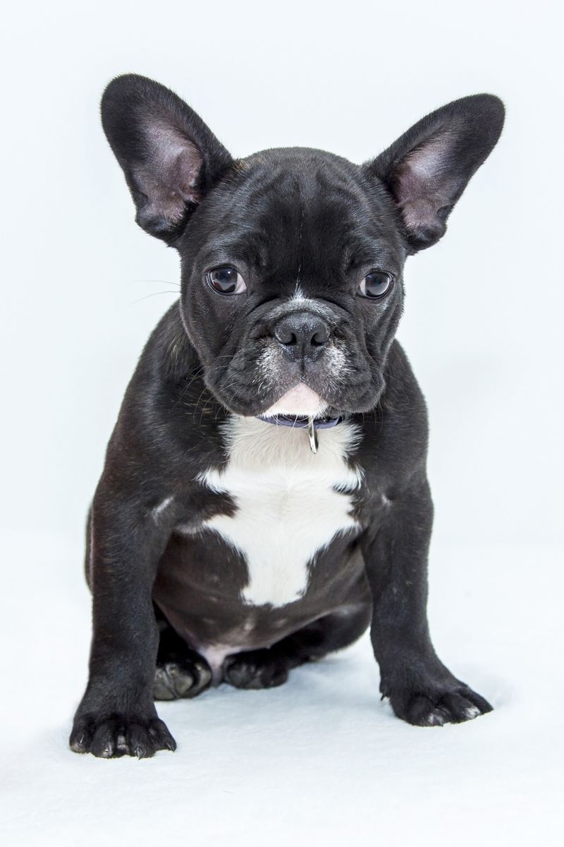 14 tiny dog breeds with huge personalities and zero fear 11 French Bulldog