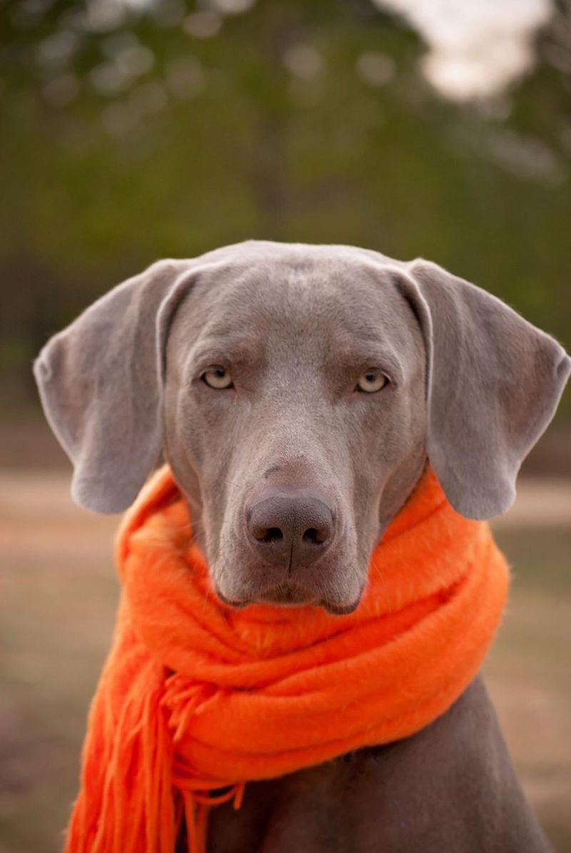 11 legendary hunting dogs that seem to know the job without being taught - plus 3 worthy challengers 5 Weimaraner