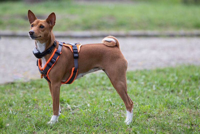 These dog breeds often become exceptional learners once owners stop rushing the process 6 Basenji