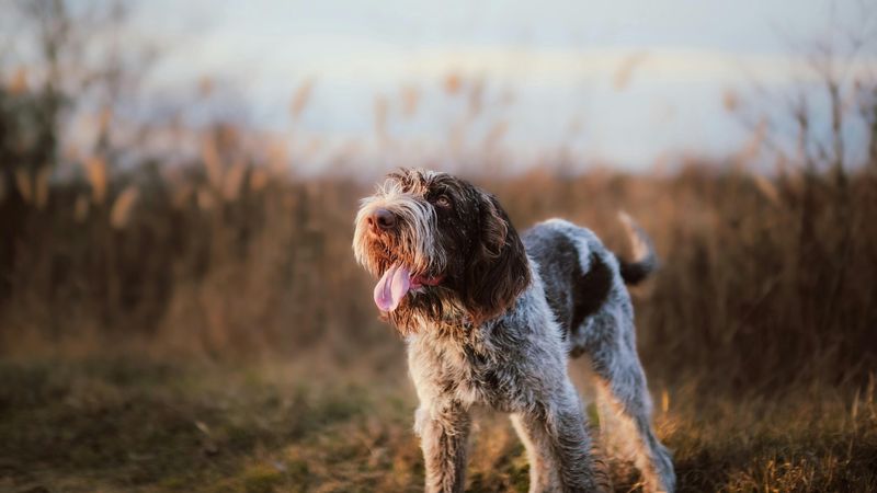 Wirehaired pointing griffon