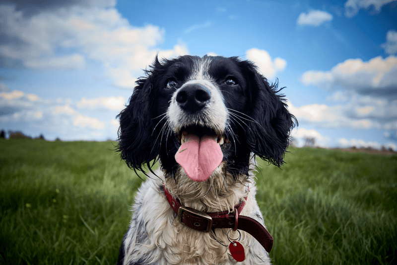 These dog breeds make first-time training far less intimidating 8 English Springer Spaniel