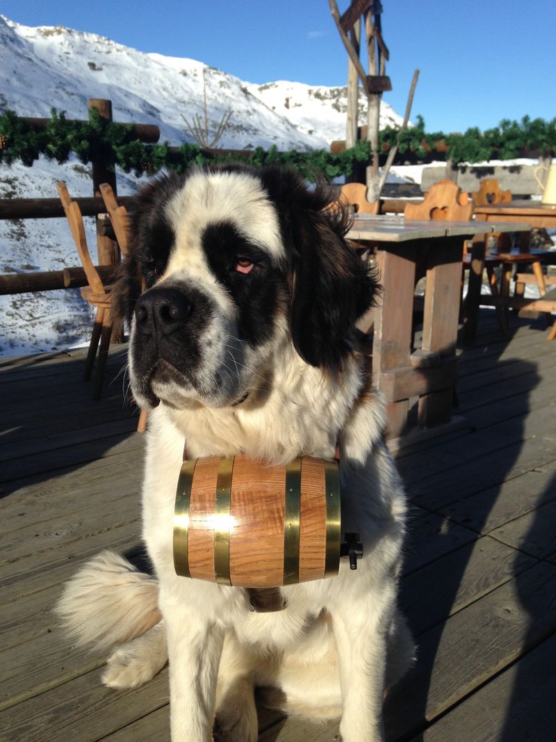 Saint Bernard