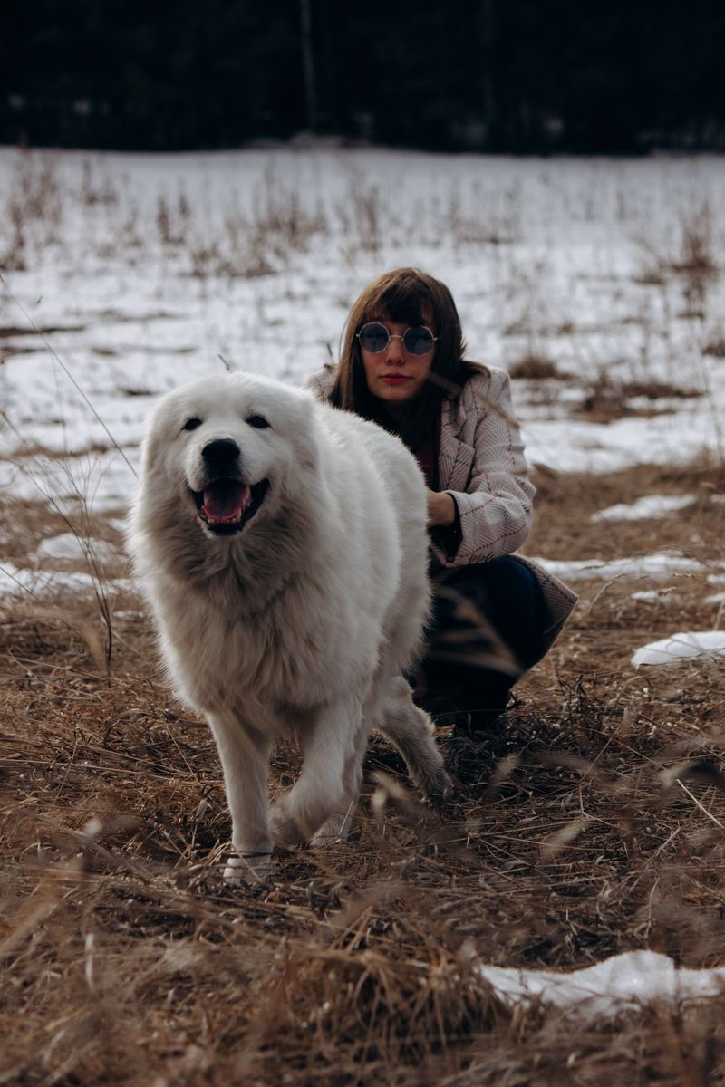 Some dog breeds become more interesting the longer you live with them - and some rarely show their full personality early on 4 Great Pyrenees