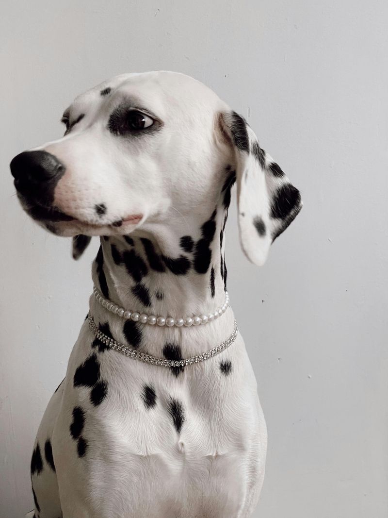 Dalmatian