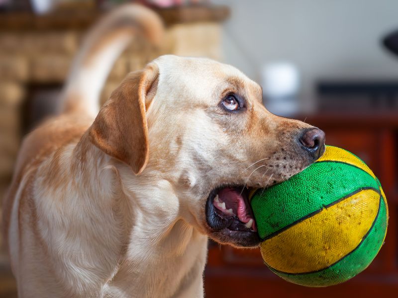 Clear rules can click quickly with these responsive, people-focused breeds 2 Labrador Retriever - the cheerful rule follower