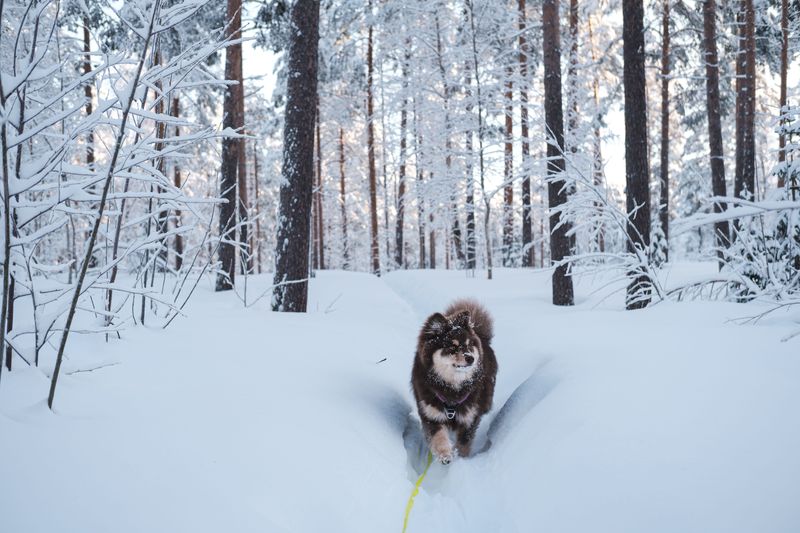 Popularity and satisfaction don't always go together - and these 11 dog breeds prove it 5 Finnish Lapphund