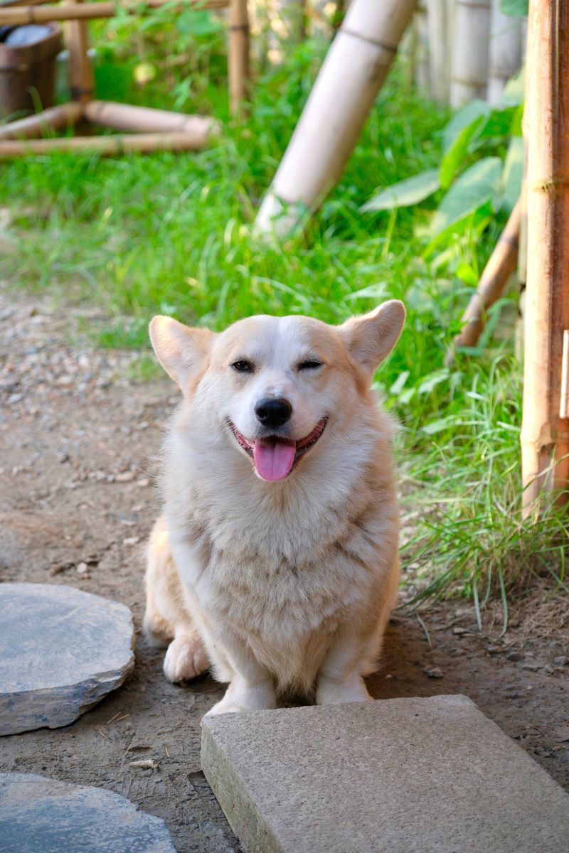 Dog owners want very different things - Yet these breeds continue attracting remarkably broad appeal 8 Pembroke Welsh Corgi