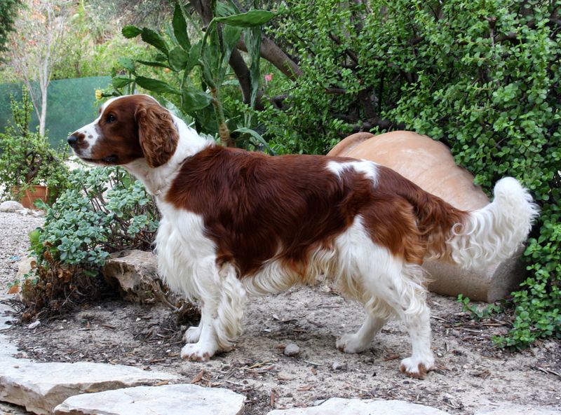 New surroundings rarely stop these adaptable dog breeds from finding their footing 7 Brittany