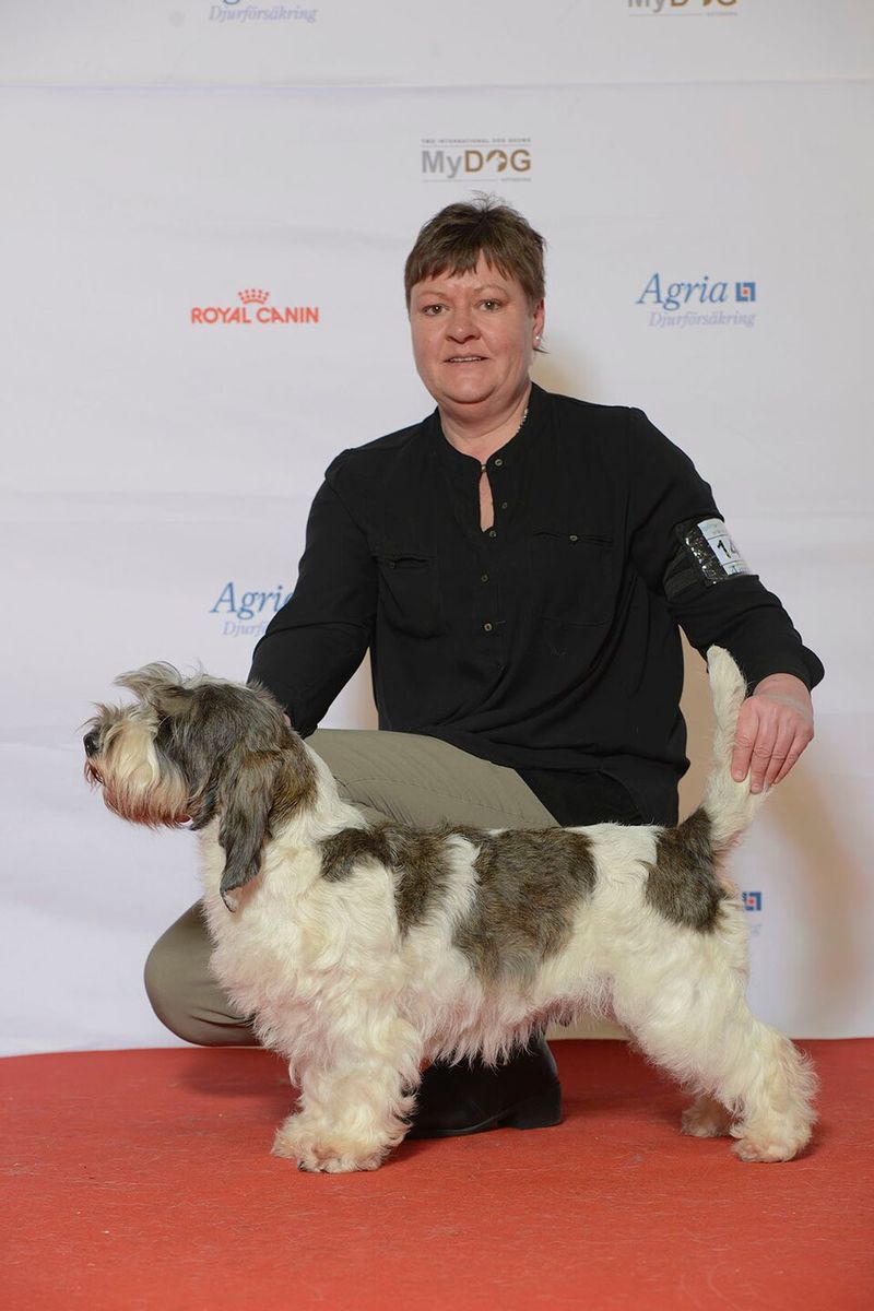 Petit Basset Griffon Vendéen