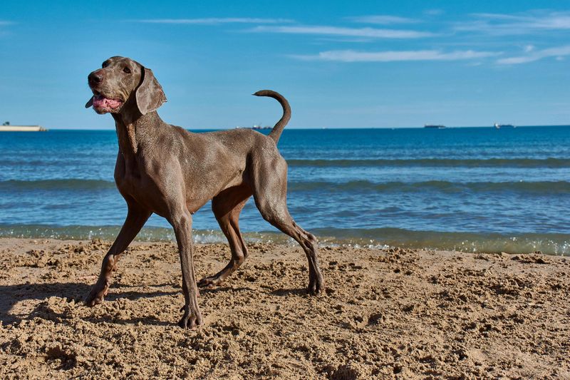 "Retractable Leashes Should Be Banned” Is Blowing Up Again - 13 Breeds Most Mentioned in Injury Horror Stories 8 Weimaraner