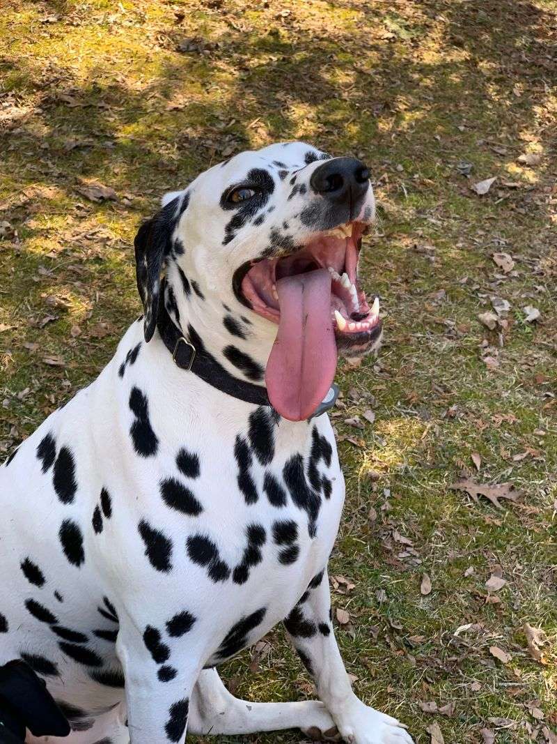 Dalmatian: Spotted Athlete With Sun Needs