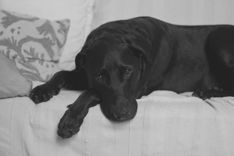 11 subtle signs your dog is deeply loyal - and 2 that have nothing to do with following you around 3 Chooses to rest where it can see you