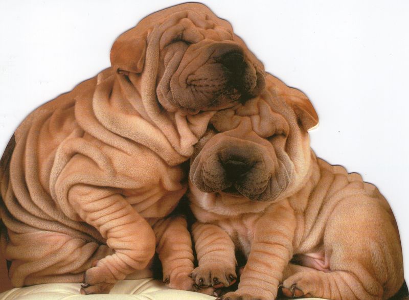 Some dogs turn heads - these unusual breeds make strangers ask what exactly they're looking at 10 Shar-Pei