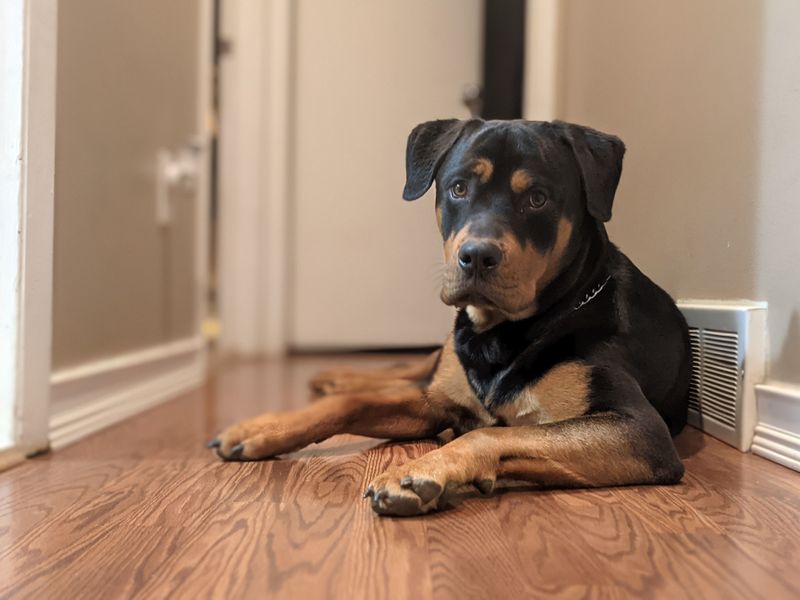The internet makes one type of dog look unavoidable - Younger owners aren't necessarily following the script 8 Rottweiler