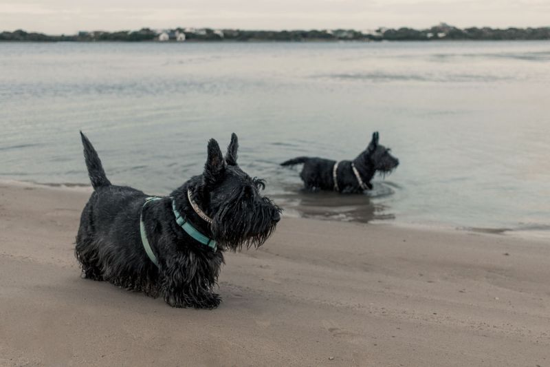 Think your dog didn't hear you? These breeds may understand perfectly and still make their own decision 7 Scottish Terrier