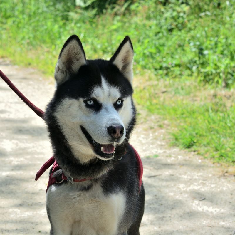 Siberian Husky + Beagle