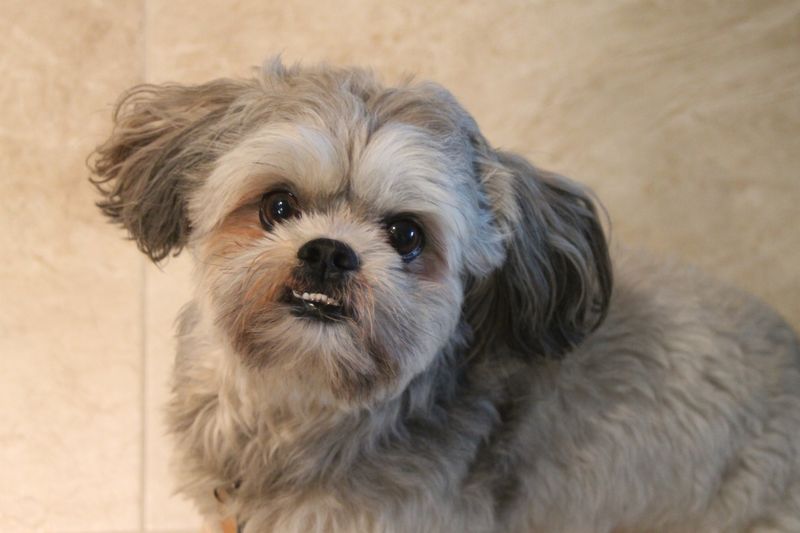 Lhasa Apso