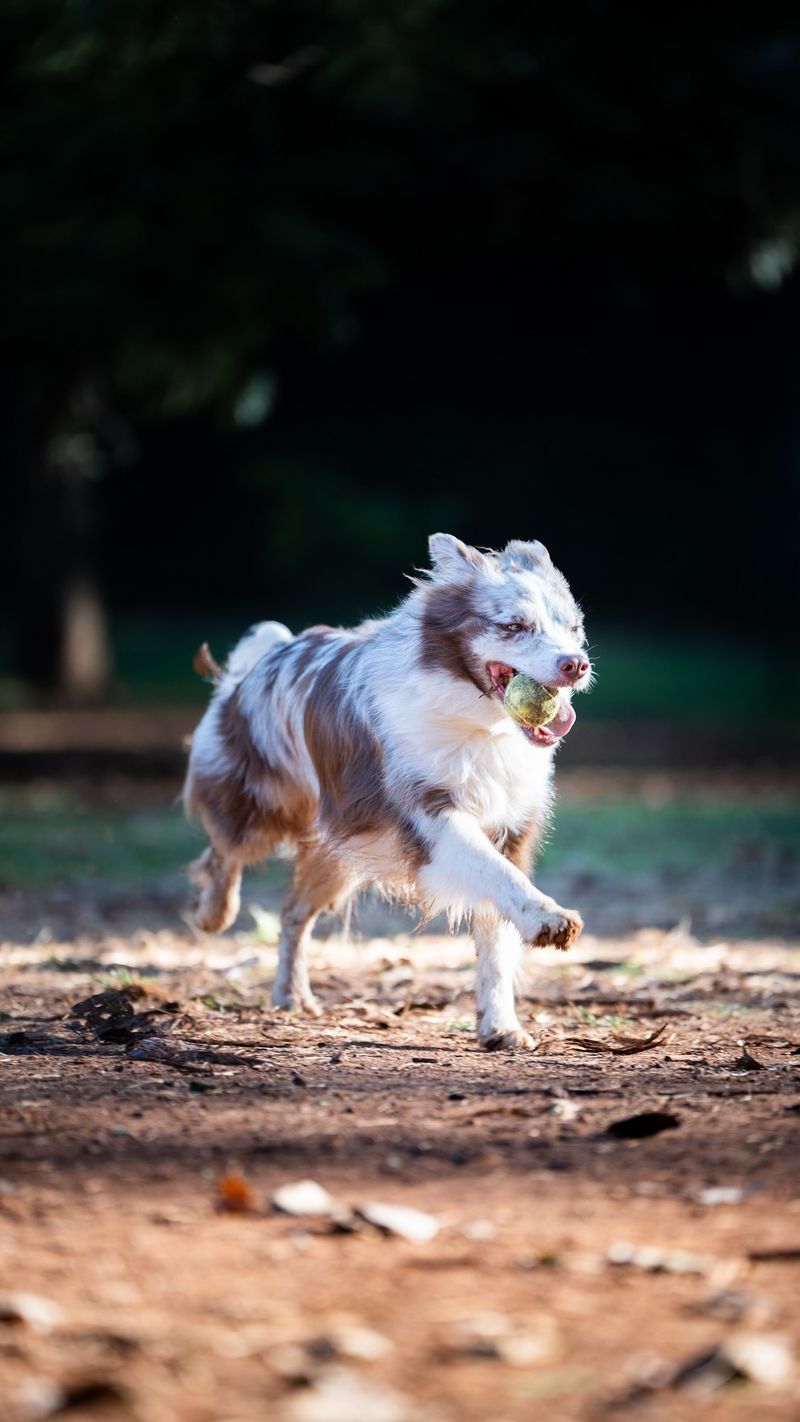 12 dog breeds that can lose their homes because owners expected a completely different dog 6 Australian Shepherd