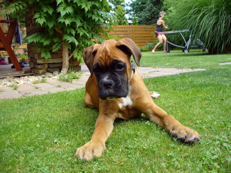 15 Affectionate Dog Breeds That Always Want to Be Near You 12 Boxers