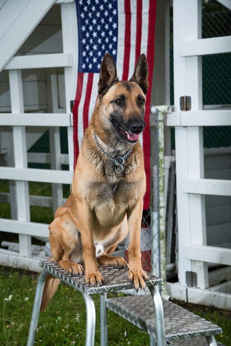 Belgian Malinois