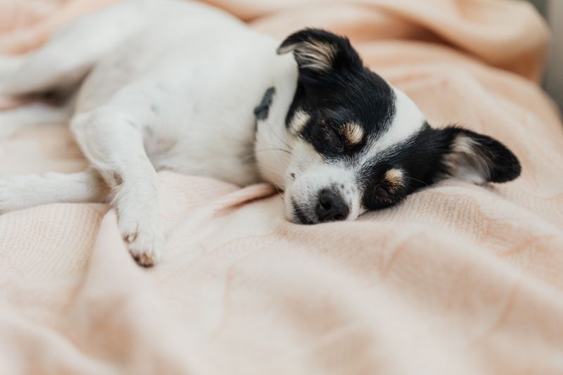 Dry winter air is coming, so here are 9 ways to stop your dog's itchy, flaky skin 2 Run a Humidifier Where Your Dog Sleeps