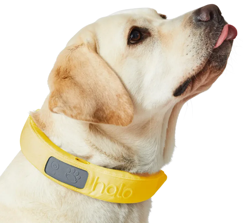 Halo Collar