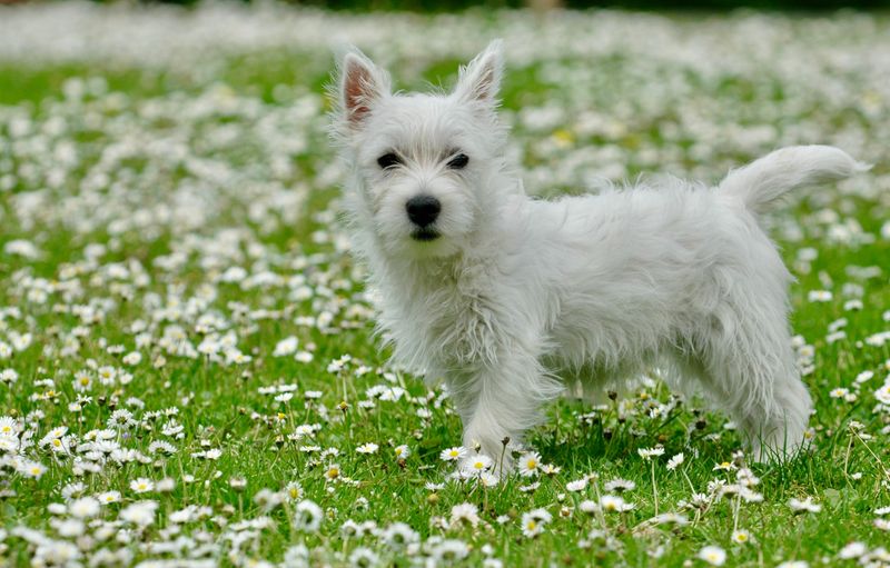 Remember when these dogs seemed to be everywhere? Their disappearing popularity tells a different story now 12 West Highland White Terrier