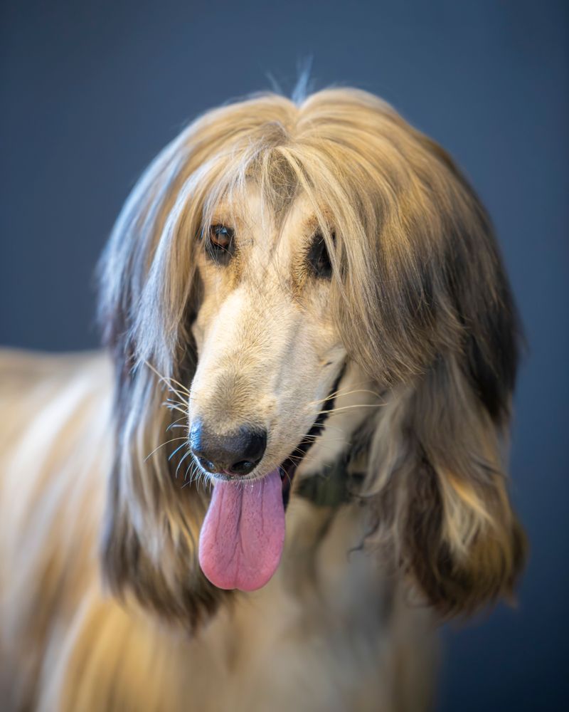 Before choosing these dog breeds, understand how much care actually comes with them 2 Afghan Hound