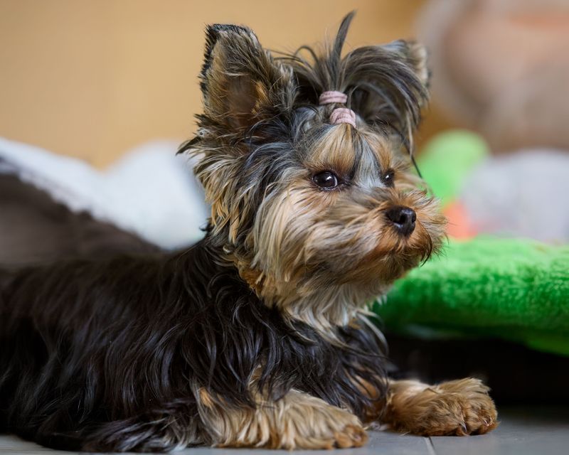 If personal space is precious, these breeds may test that belief from day one 7 Yorkshire Terrier