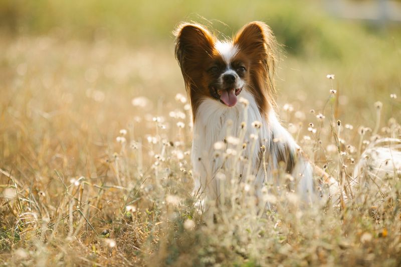 Clear rules can click quickly with these responsive, people-focused breeds 11 Papillon - tiny ears, big attention