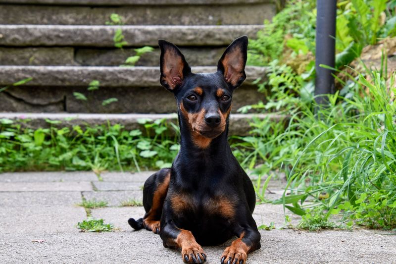 Certain dog breeds are known for hardiness while others require owners to prepare for more potential health concerns 6 Manchester Terrier - sleek, sharp, and spry
