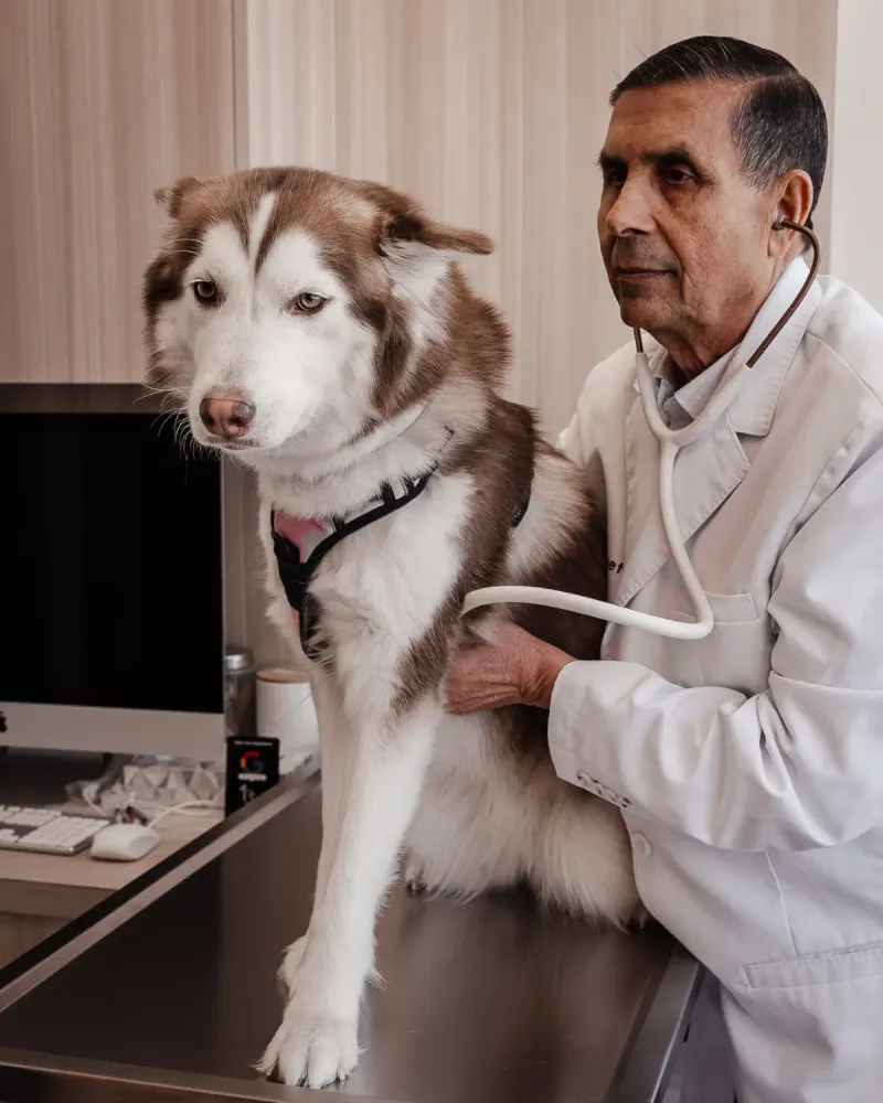 Stop doing these 10 things if you love your dog 7 Skipping regular vet visits