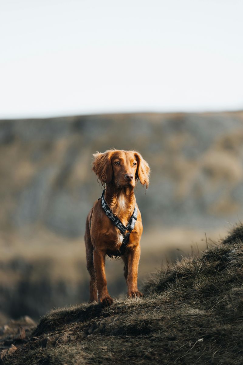 Nova Scotia Duck Tolling Retriever