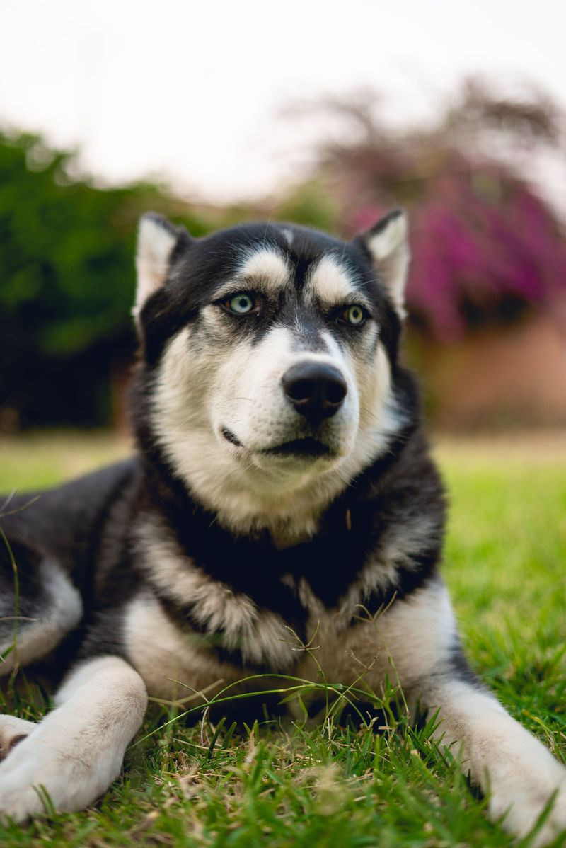 These dog breeds earned a stubborn reputation - yet mindless repetition rarely works on them 7 Siberian Husky