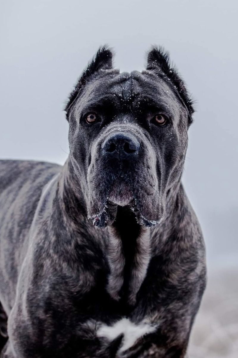 These 11 guardian breeds are becoming family favorites again - plus 3 impressive alternatives 3 Cane Corso