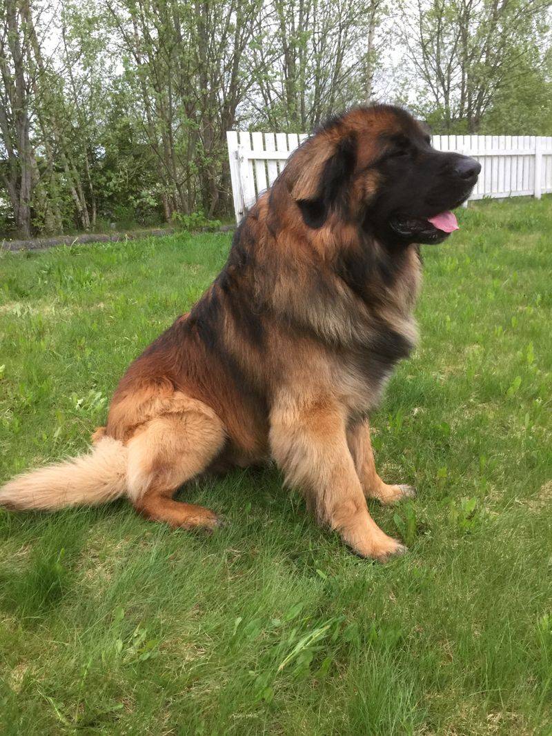 15 dog breeds that feel like they were made for wild hills and rough weather 6 Estrela Mountain Dog