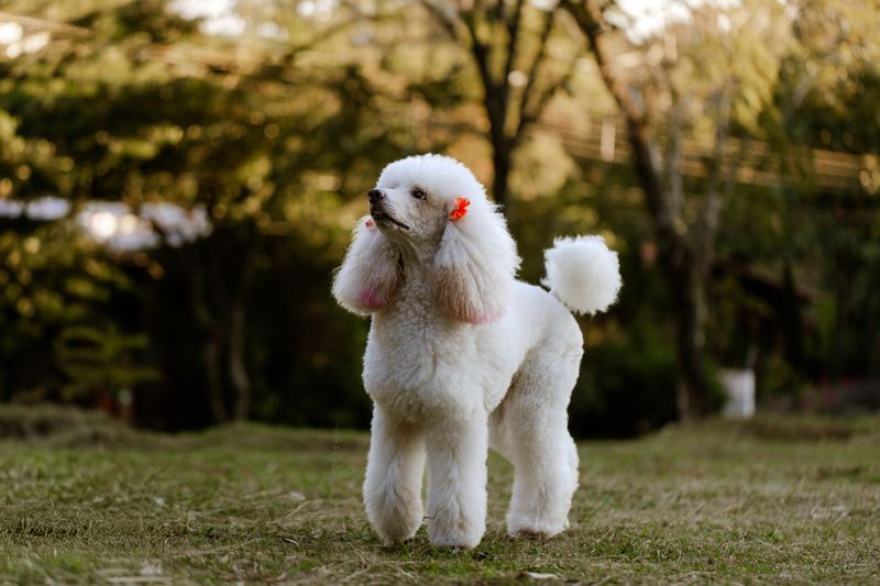15 dog breeds that people keep recommending – but experienced owners know there's another side to the story 12 Poodle