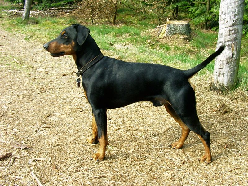 27 Dog Breeds Known for Their Adaptability to Different Lifestyles 21 German Pinscher